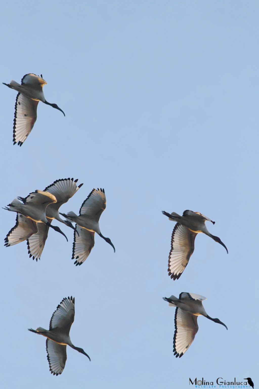 Squadriglia di Ibis Sacri in volo